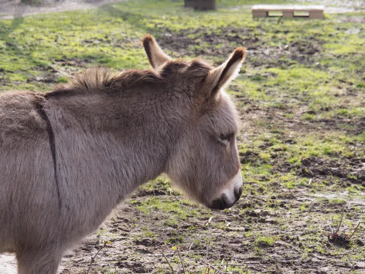 Lens Polder kinderboerderij in Nieuwpoort (Belgie)